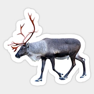 Santa Claus Reindeer Sticker